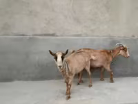 Ziege, Alpine goat — Foto 6