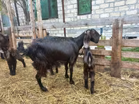 Ziege, Damask goat — Foto 1