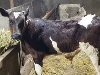 公牛, Simmental cattle — 照片 2