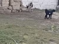 عنزة, الماعز — الصورة 2