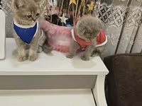 Pişik təmiz şotlant erkək 3 aylıqdı tualet tərbiyəsi var çox ağılı — Foto 2