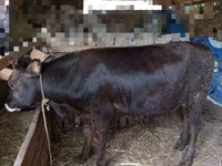 Buqa, Aberdin – Angus — 3-rasm