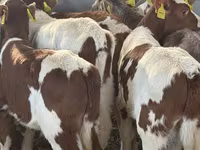 Rinder (Partie, Geschlecht nicht angegeben), Simmental cattle — Foto 2
