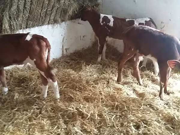 Bulle, Simmental cattle