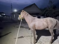 Hengst, Kazakh horse — Foto 7