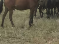 At, Kazakh horse — foto 1