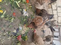 Chickens — Foto 3