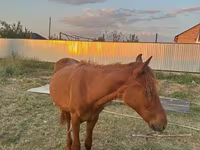 Aygʻir, Arabian horse — 2-rasm