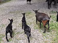 Ziege, Murcia-Granada goats — Foto 3