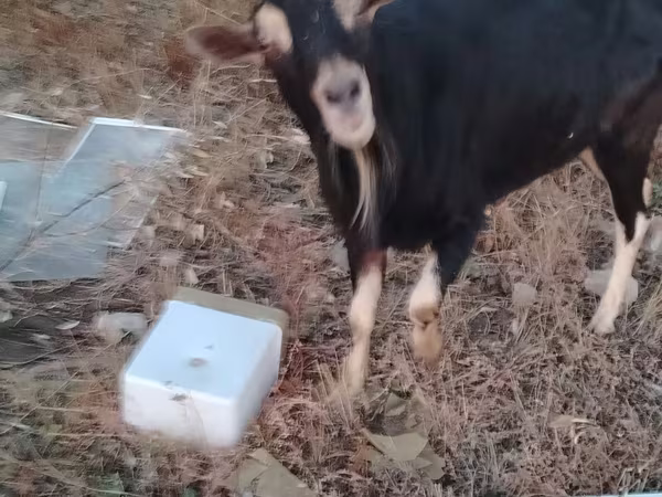 公山羊, Alpine goat