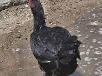 Chickens — الصورة 4