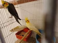 Məhsul: Nimfa (Cockatiel) cütlükləri və yuvalama dəsti Korella — 照片 2