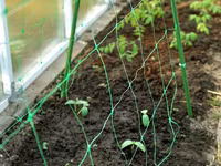Сетка шпалерная для вьющихся растений.Plasă pentru plante cățărătoare. — Foto 2
