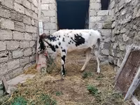Kuh, Russian Black pied cattle — Foto 7