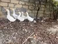 Ducks — foto 1