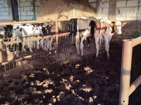 公牛, Simmental cattle — 照片 7