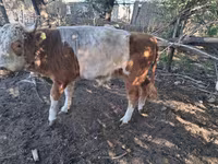 Vaca, Vaca kazaja de cabeza blanca — foto 2