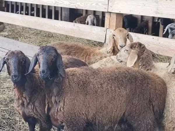 Carnero, Hissar sheep