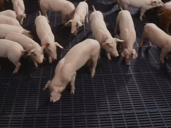 公猪, Pigs