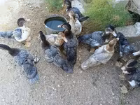 Ducks — photo 3