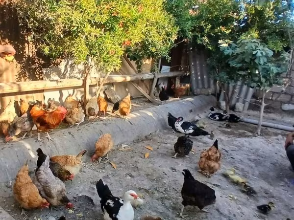 Chickens