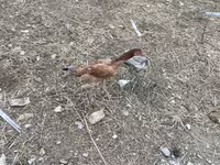 Chickens — फ़ोटो 6