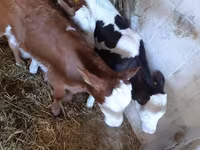 Bulle, Simmental cattle — Foto 2