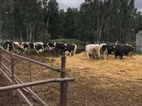 Sigir, Gollandiyalik zot — 6-rasm