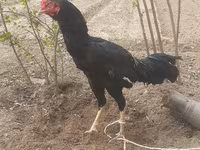 Chickens — الصورة 2