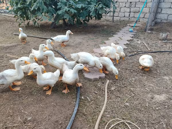 American Pekin