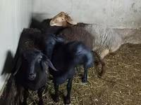 Schaf, Hissar sheep — Foto 5