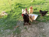 Brahma — photo 1
