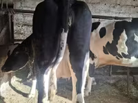 İnək, Russian Black pied cattle — foto 2