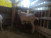Ziege, Saanen goat — Foto 6