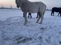 Caballo, Kazakh horse — foto 1