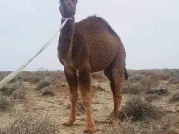 جمل, Kazakh Bactrian camel