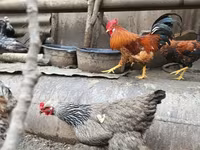 Chickens — Foto 2