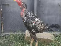Chickens — Foto 3