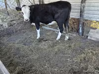 Vaca, Vaca kazaja de cabeza blanca — foto 2