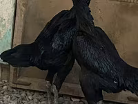 Ayam Cemani — Foto 2