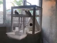 Nimfa (Cockatiel) tutuquşuları və quşlar üçün geniş qəfəs dəsti — Foto 3