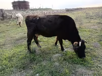 Bulle, Wilder Yak — Foto 2