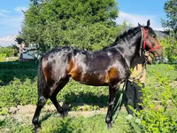 Hengst, Swedish warmblood horse — Foto 8