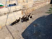 Ducks — 2-rasm