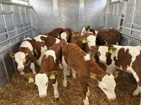 Bulle, Simmental cattle — Foto 1