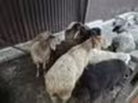 Sheep, Edilbay sheep — photo 4