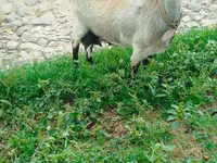 Goat, Goats — photo 1