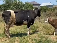 Sigir, Russian Black pied cattle — 5-rasm