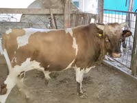 Buğa, Swiss cattle — foto 4