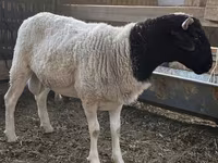 Carnero, Dorper sheep — foto 4